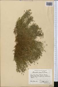 Минуарция весенняя, Средняя Азия и Казахстан, Северный и Центральный Тянь-Шань (M4) (Киргизия)