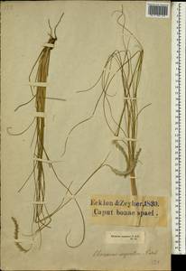 Elionurus muticus (Spreng.) Kuntze, Африка (AFR) (ЮАР)