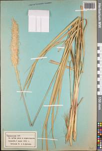 Poaceae, Средняя Азия и Казахстан, Памир и Памиро-Алай (M2) (Таджикистан)