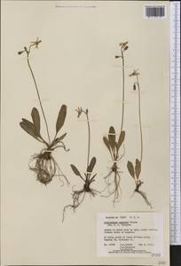 Dodecatheon pulchellum var. cusickii (Greene) Reveal, Америка (AMER) (США)