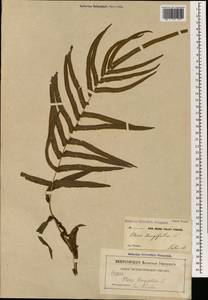 Pteris longifolia L., Зарубежная Азия (ASIA) (Индия)