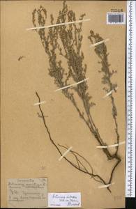 Полынь селитряная Weber ex Stechm., Средняя Азия и Казахстан, Северный и Центральный Казахстан (M10) (Казахстан)