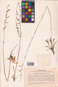 Смолевка зеленоцветковая (Willd.) Ehrh., Восточная Европа, Восточный район (E10) (Россия)