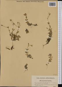 Ясколка альпийская L., Западная Европа (EUR) (Словения)