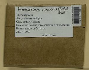 Niphotrichum canescens (Hedw.) Bedn.-Ochyra & Ochyra, Гербарий мохообразных, Мхи - Центральное Нечерноземье (B6) (Россия)
