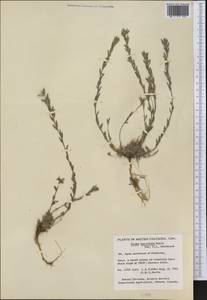 Draba lanceolata Royle, Америка (AMER) (Канада)