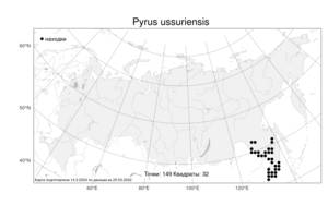 Pyrus ussuriensis, Груша уссурийская Maxim., Атлас флоры России (FLORUS) (Россия)