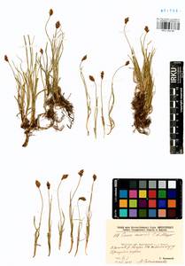 Осока безжилковая C.A.Mey., Сибирь, Прибайкалье и Забайкалье (S4) (Россия)
