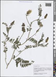 Астрагал нутовый L., Восточная Европа, Центральный лесостепной район (E6) (Россия)