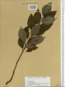 Тополь душистый Fisch., Восточная Европа, Центральный лесостепной район (E6) (Россия)