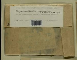 Drepanocladus aduncus (Hedw.) Warnst., Гербарий мохообразных, Мхи - Прибалтика (B1) (Литва)