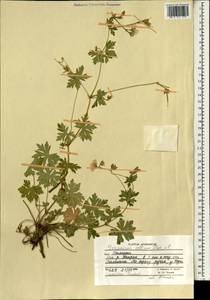 Герань холмовая Stephan ex Willd., Зарубежная Азия (ASIA) (Афганистан)