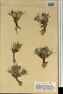 Oxytropis kossinskyi B.Fedtsch. & Basil., Монголия (MONG) (Монголия)