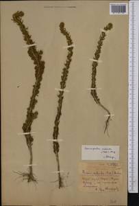Sedobassia sedoides (Pall.) Freitag & G.Kadereit, Средняя Азия и Казахстан, Северный и Центральный Казахстан (M10) (Казахстан)