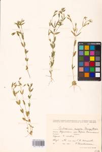 Золототысячник красивый (Sw.) Druce, Восточная Европа, Южно-Украинский район (E12) (Украина)