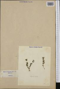 Asperula hirta Ramond, Западная Европа (EUR) (Италия)