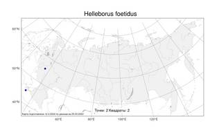 Helleborus foetidus L., Атлас флоры России (FLORUS) (Россия)