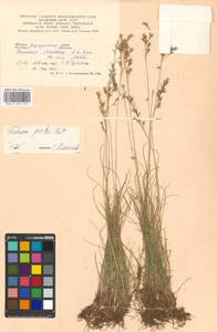 Овсяница расписная Pils, Восточная Европа, Западно-Украинский район (E13) (Украина)