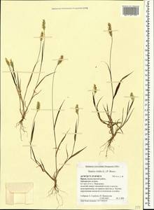 Щетинник зеленый (L.) P.Beauv., Крым (KRYM) (Россия)