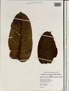 Brugmansia suaveolens (Humb. & Bonpl. ex Willd.) Bercht. & Presl, Зарубежная Азия (ASIA) (Вьетнам)
