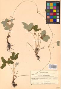 Земляника зеленая, Полуница Duchesne, Восточная Европа, Северо-Украинский район (E11) (Украина)