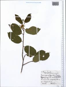 Grewia truncata Mast., Африка (AFR) (Эфиопия)