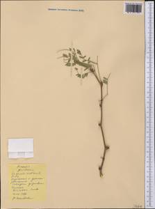 Prosopis glandulosa Torr., Америка (AMER) (США)