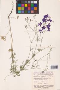 Delphinium consolida subsp. consolida, Восточная Европа, Нижневолжский район (E9) (Россия)