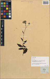 Gynura procumbens (Lour.) Merr., Зарубежная Азия (ASIA) (Филиппины)