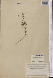 Phyllanthus caroliniensis Walter, Америка (AMER) (США)