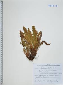 Щитовник пахучий (L.) Schott, Сибирь, Дальний Восток (S6) (Россия)