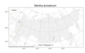 Mentha dumetorum, Мята кустарниковая Schult., Атлас флоры России (FLORUS) (Россия)