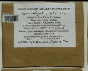Thamnobryum subseriatum (Mitt. ex Sande Lac.) B.C. Tan, Гербарий мохообразных, Мхи - Дальний Восток (без Чукотки и Камчатки) (B20) (Россия)