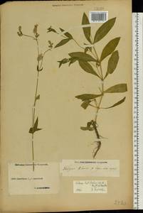 Смолевка обыкновенная, Хлопушка (Moench) Garcke, Восточная Европа, Средневолжский район (E8) (Россия)