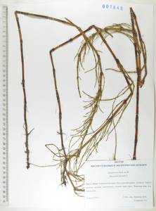 Хвощ приречный, Хвощ топяной L., Сибирь, Дальний Восток (S6) (Россия)