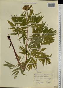 Пион уклоняющийся, Марьин корень L., Сибирь, Центральная Сибирь (S3) (Россия)