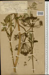 Вех ядовитый, Цикута L., Восточная Европа, Северный район (E1) (Россия)