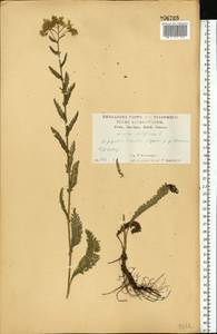 Тысячелистник обыкновенный L., Восточная Европа, Центральный лесостепной район (E6) (Россия)