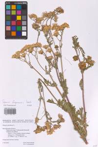 Якобея ферганская (Schischk.) B.Nord., Восточная Европа, Центральный лесостепной район (E6) (Россия)