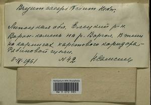 Ptychostomum imbricatulum (Müll. Hal.) Holyoak & N. Pedersen, Гербарий мохообразных, Мхи - Центральное Черноземье (B10) (Россия)