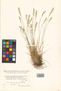 Koeleria subalpestris (Hartm.) Barberá, Quintanar, Soreng & P.M.Peterson, Сибирь, Дальний Восток (S6) (Россия)