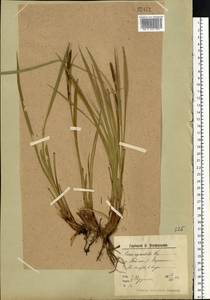 Осока водяная Wahlenb., Восточная Европа, Северный район (E1) (Россия)