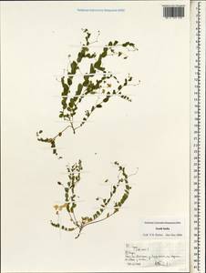 Fabaceae, Зарубежная Азия (ASIA) (Индия)