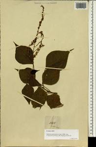 Маллотус метельчатый (Lam.) Müll.Arg., Зарубежная Азия (ASIA) (Малайзия)