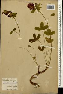 Клевер седоватый Willd., Кавказ, Армения (K5) (Армения)