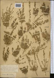 Pyankovia affinis (C. A. Mey. ex Schrenk) Mosyakin & Roalson, Средняя Азия и Казахстан, Муюнкумы, Прибалхашье и Бетпак-Дала (M9) (Казахстан)