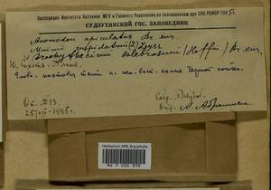 Brachythecium salebrosum (Hoffm. ex F. Weber & D. Mohr) Schimp., Гербарий мохообразных, Мхи - Дальний Восток (без Чукотки и Камчатки) (B20) (Россия)