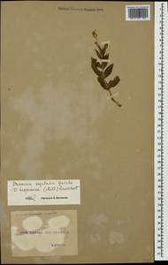 Gypsophila vaccaria (L.) Sm., Кавказ, Грузия (K4) (Грузия)