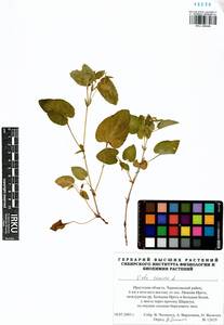 Фиалка собачья L., Сибирь, Прибайкалье и Забайкалье (S4) (Россия)