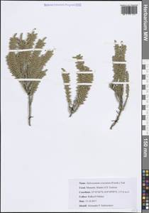 Сарсазан шишковатый (Pall.) M.Bieb., Африка (AFR) (Тунис)